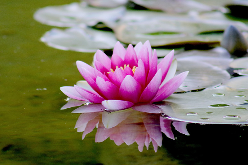 A bright pink lotus flower in full bloom amongst lily pads atop a still pond.