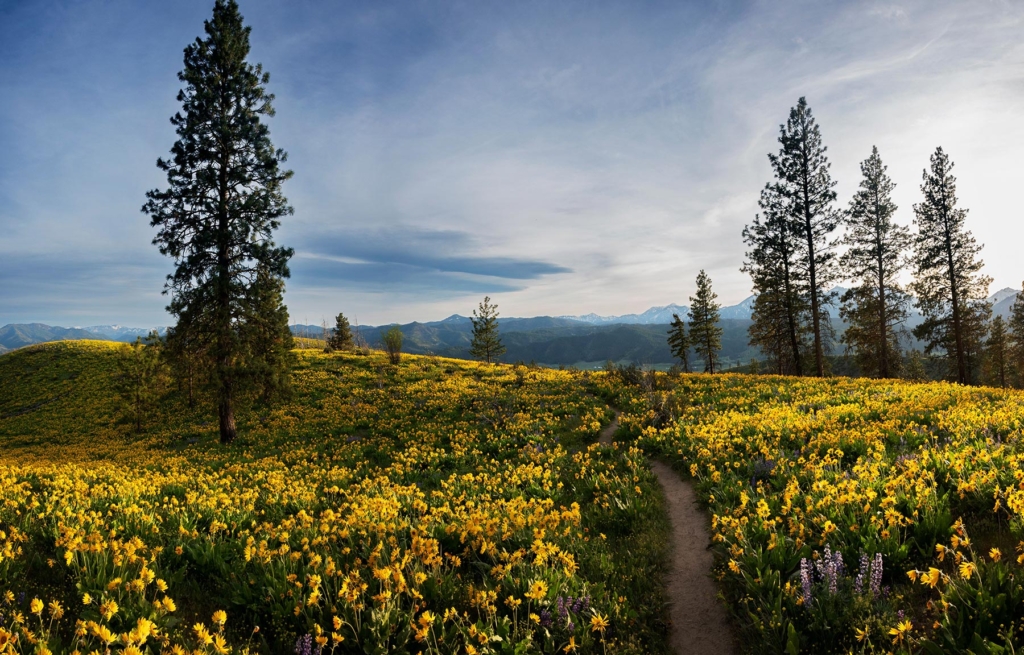 wildflower-path Lush wildflower meadow amidst tall pine trees in Peshastin, WA, with mountain views under a blue sky.