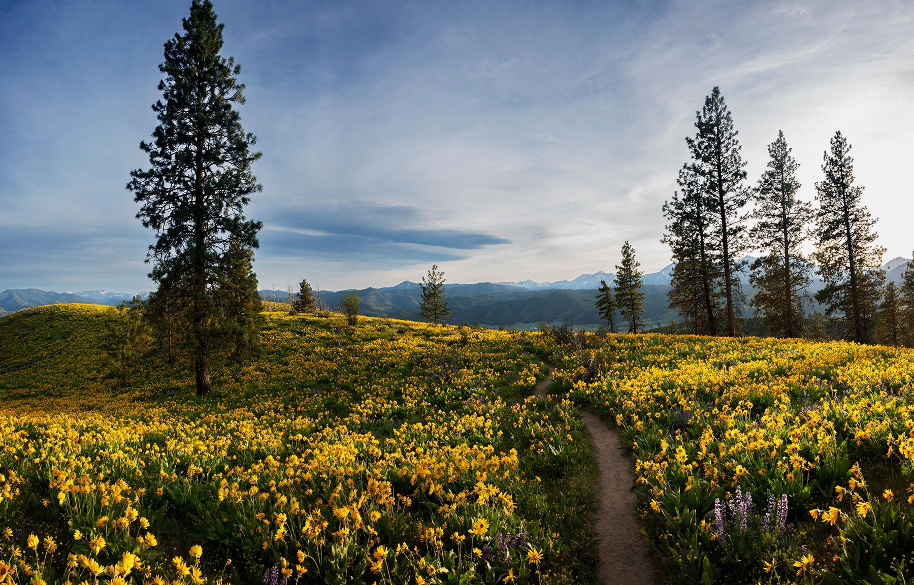 Lush wildflower meadow amidst tall pine trees in Peshastin, WA, with mountain views under a blue sky.